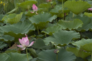 DSC08678.jpg