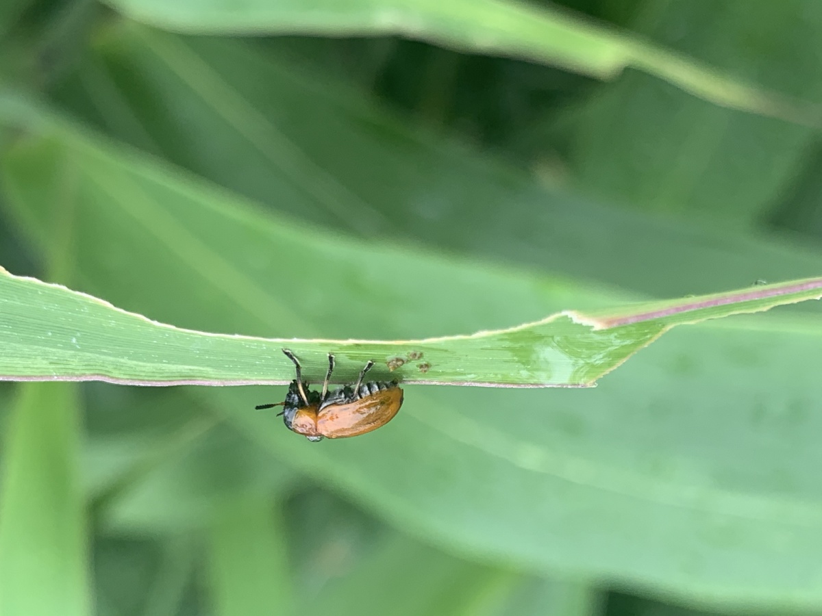 金龟子,属于害虫类,常常将植物幼苗咬断,致植物枯死.