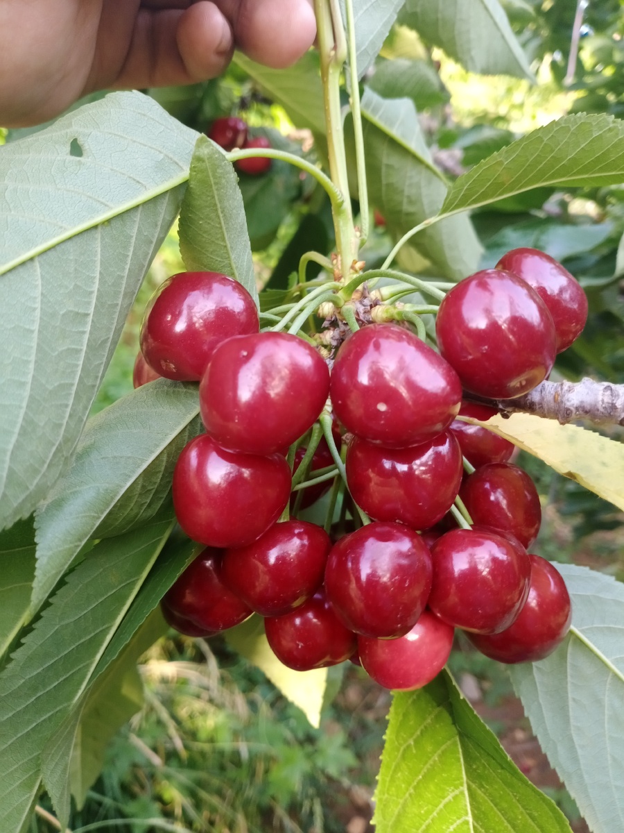 农家自家种植烟台大樱桃先锋