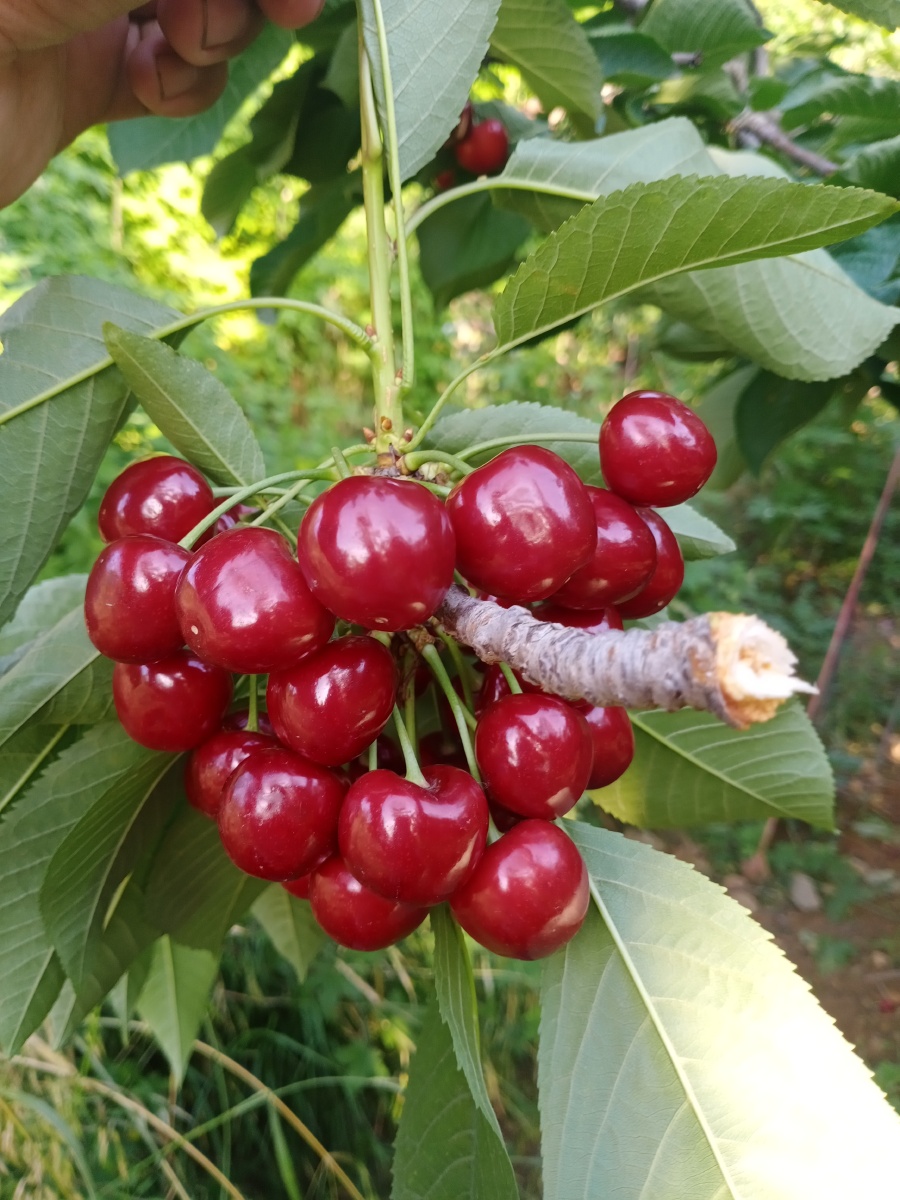 农家自家种植烟台大樱桃先锋