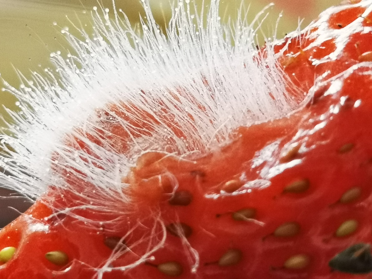 草莓上的霉菌