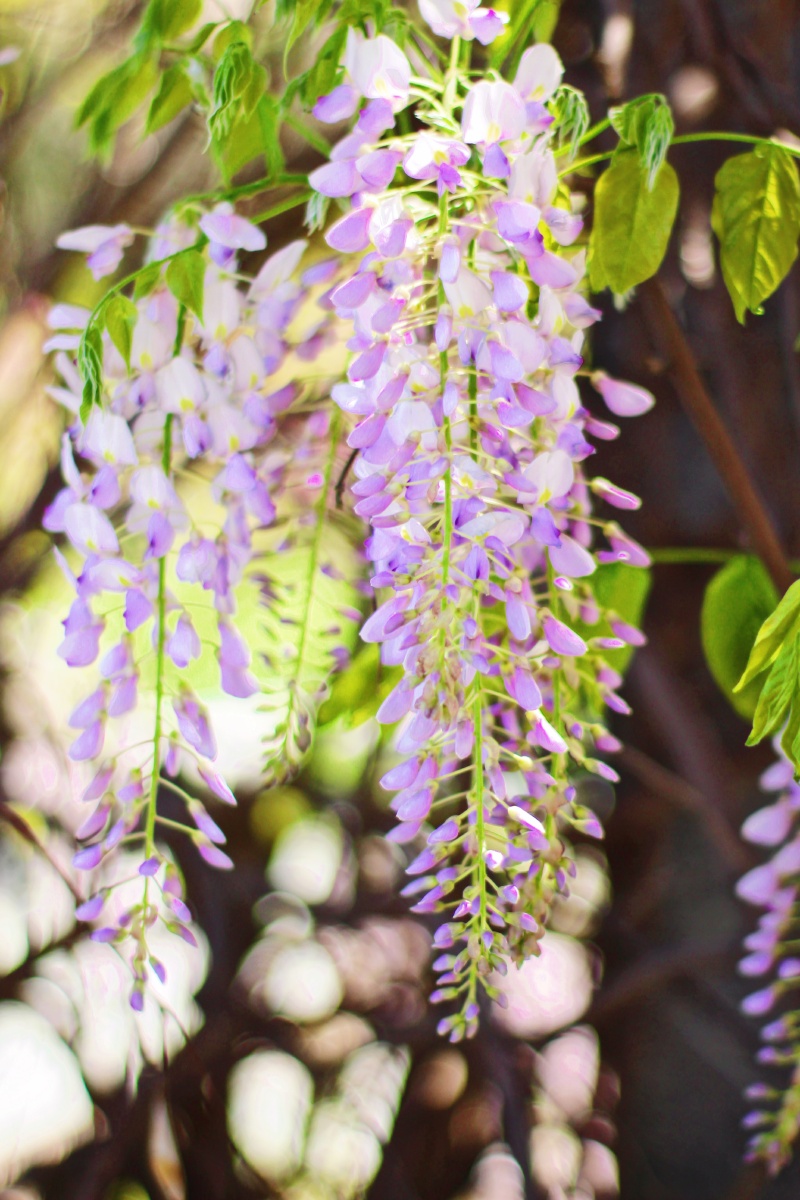 紫藤香起,人间清绝