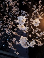 夜樱