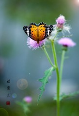 蝶恋花