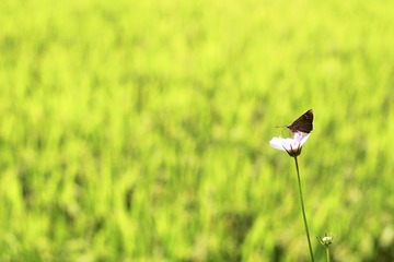 晓梦迷蝴蝶