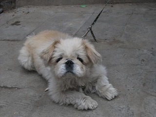 小狗