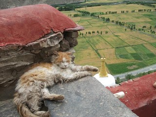 雍布拉康的惬意猫