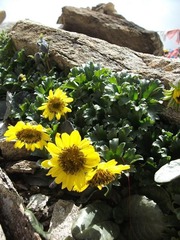 复件_花1