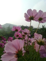 格桑花红