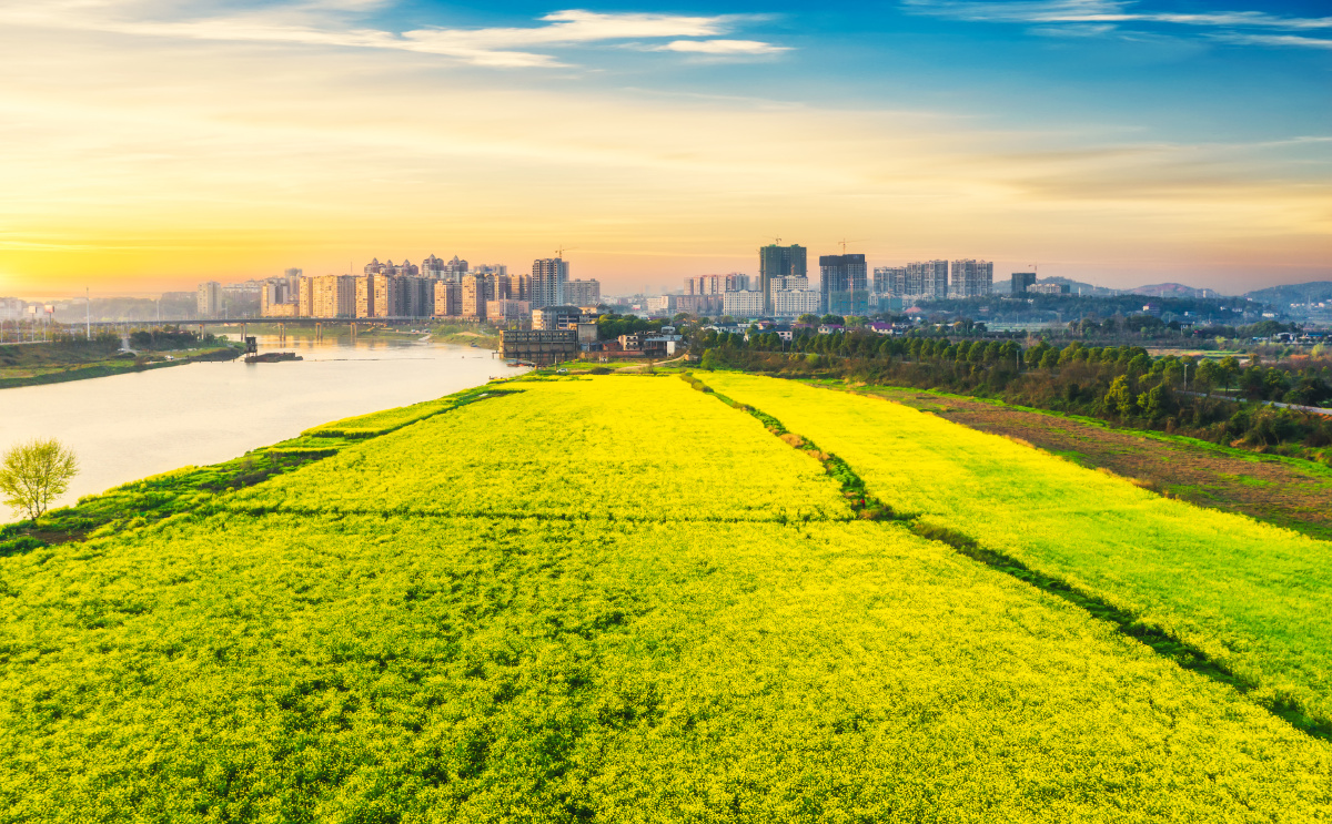 油菜花开摄于株洲渌口区渌江水电站河岸
