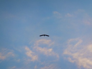 83F22342-08C0-4585-81FA-53091B43AF3C/L0/001