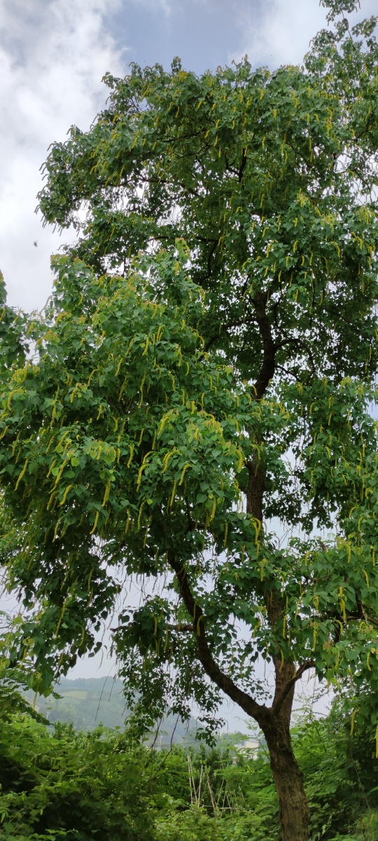 人生丫树有树生