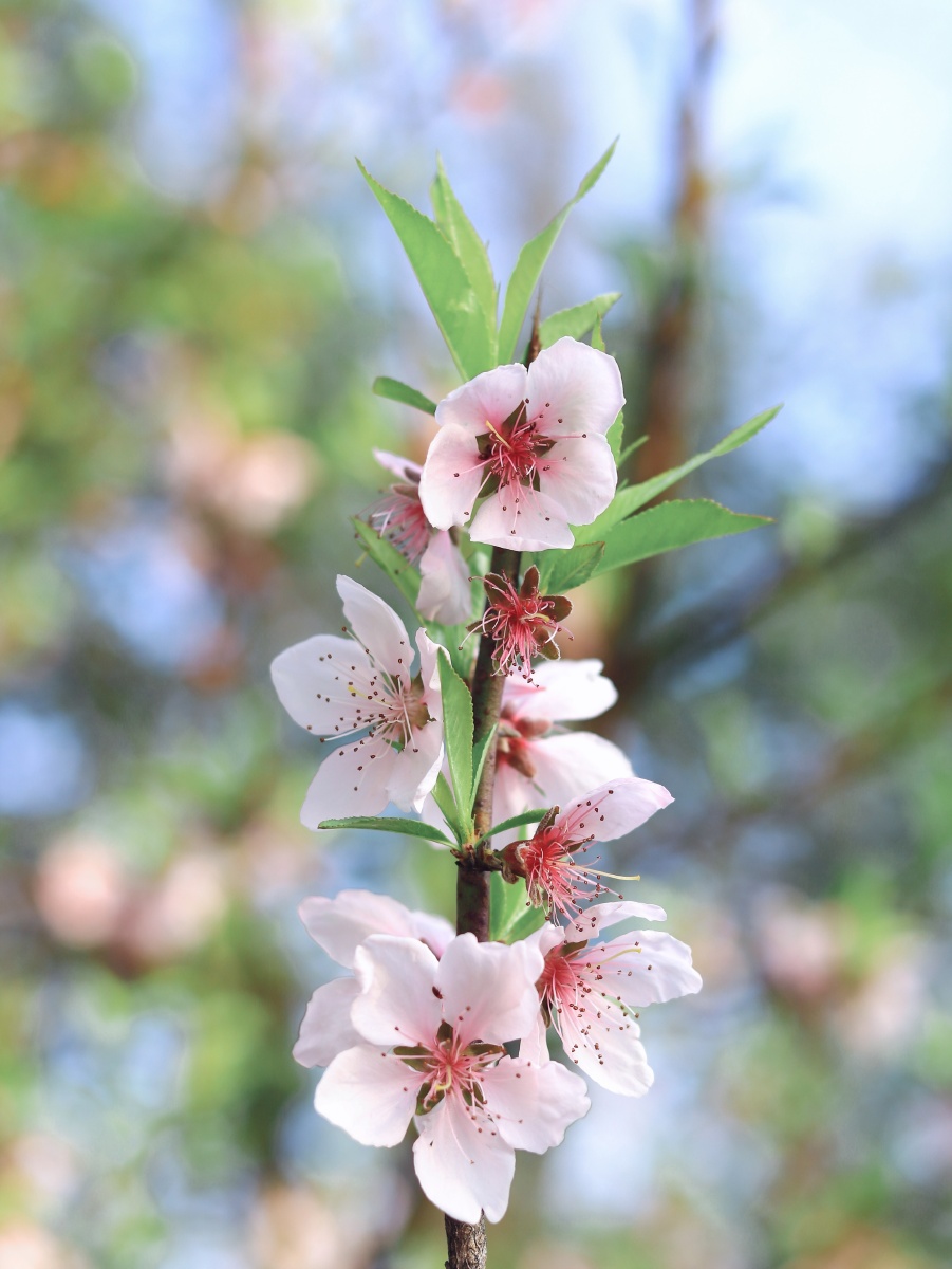 翼动长空啸九天