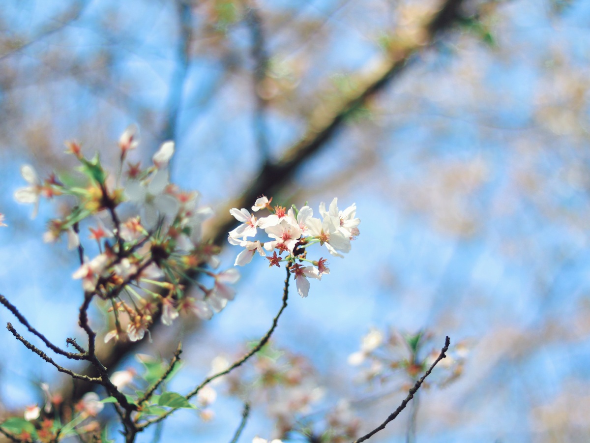 翼动长空啸九天