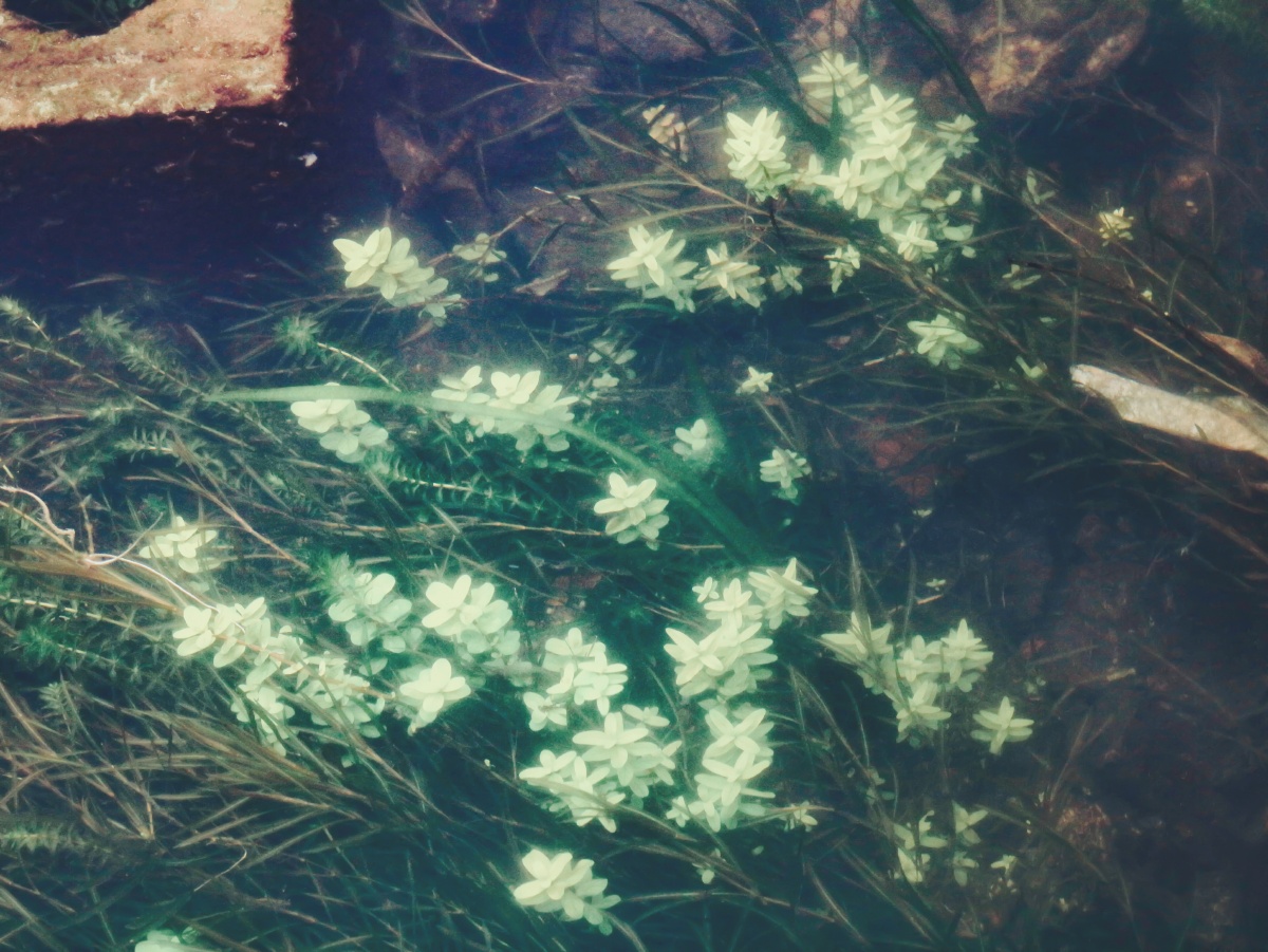 翼动长空啸九天
