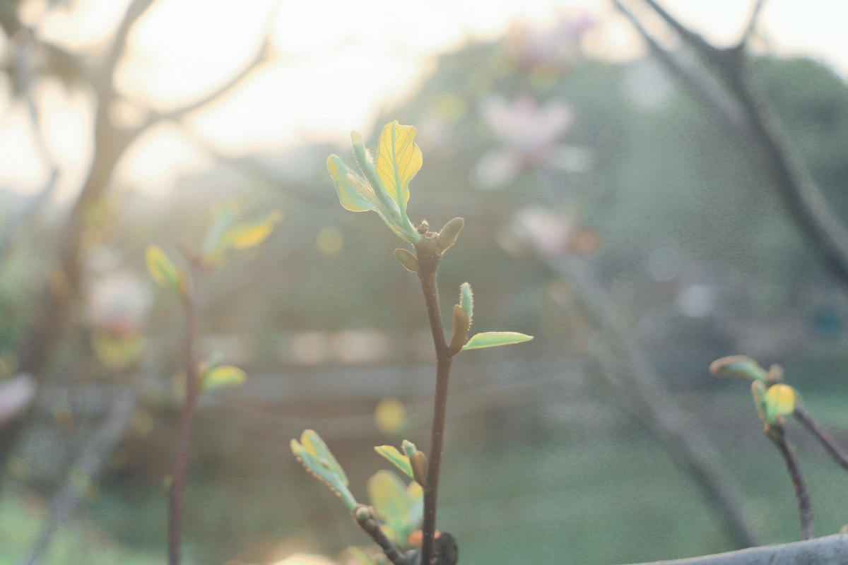翼动长空啸九天