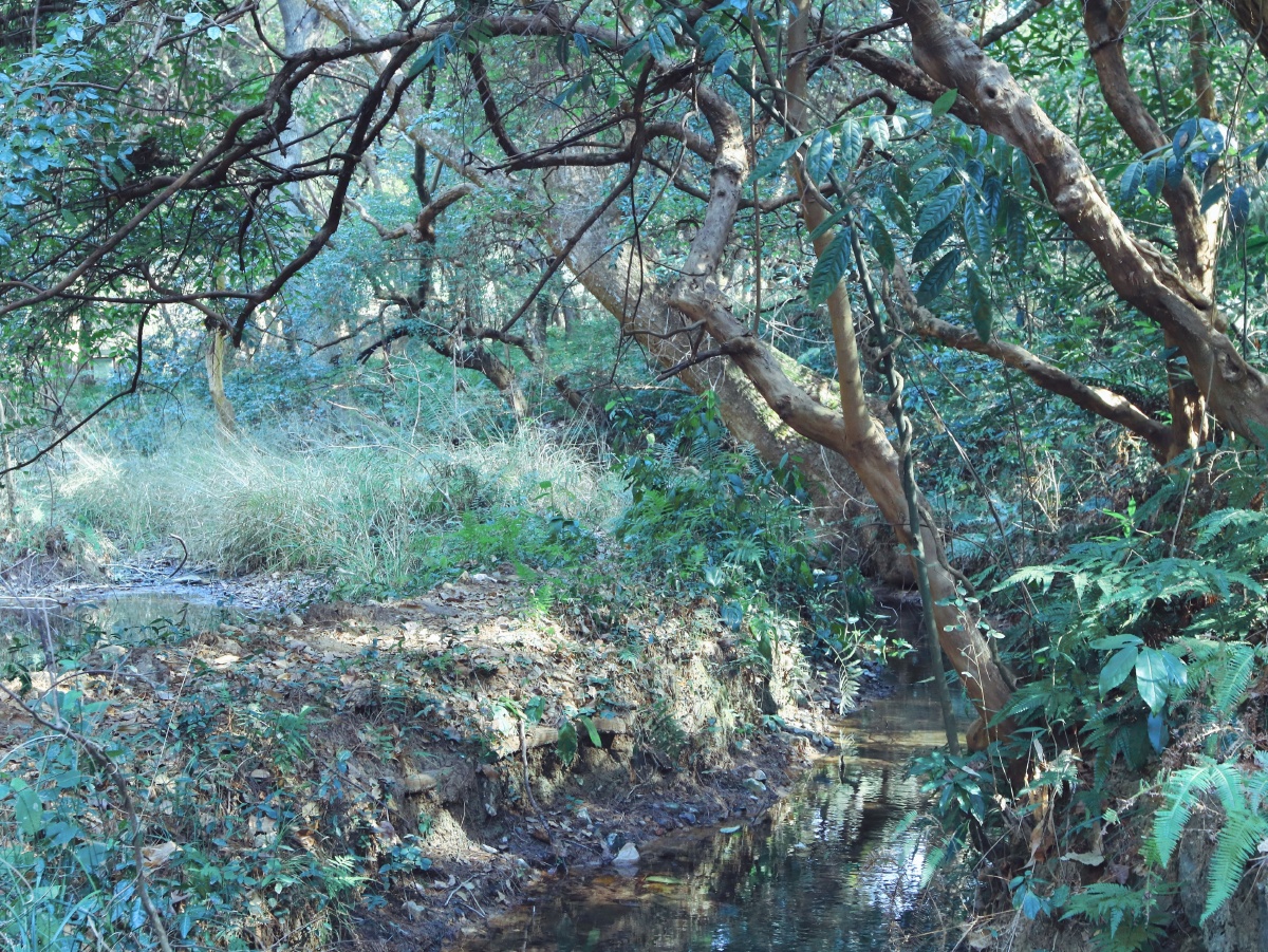 翼动长空啸九天