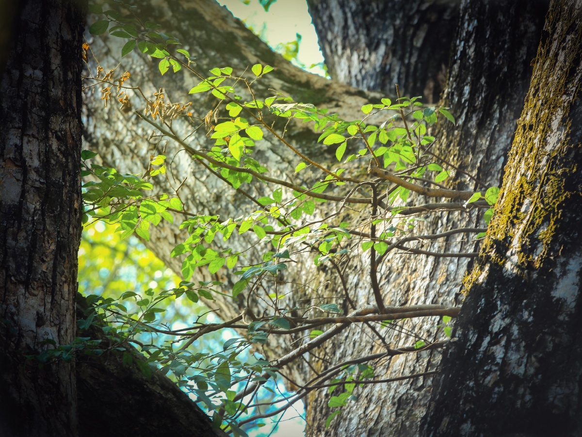 翼动长空啸九天