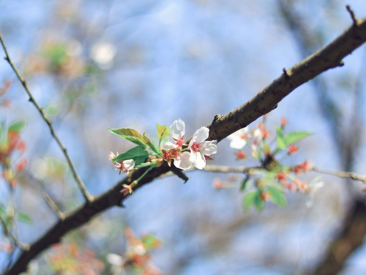 翼动长空啸九天