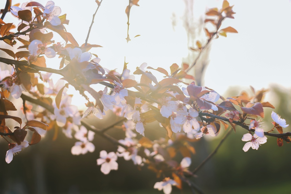 翼动长空啸九天
