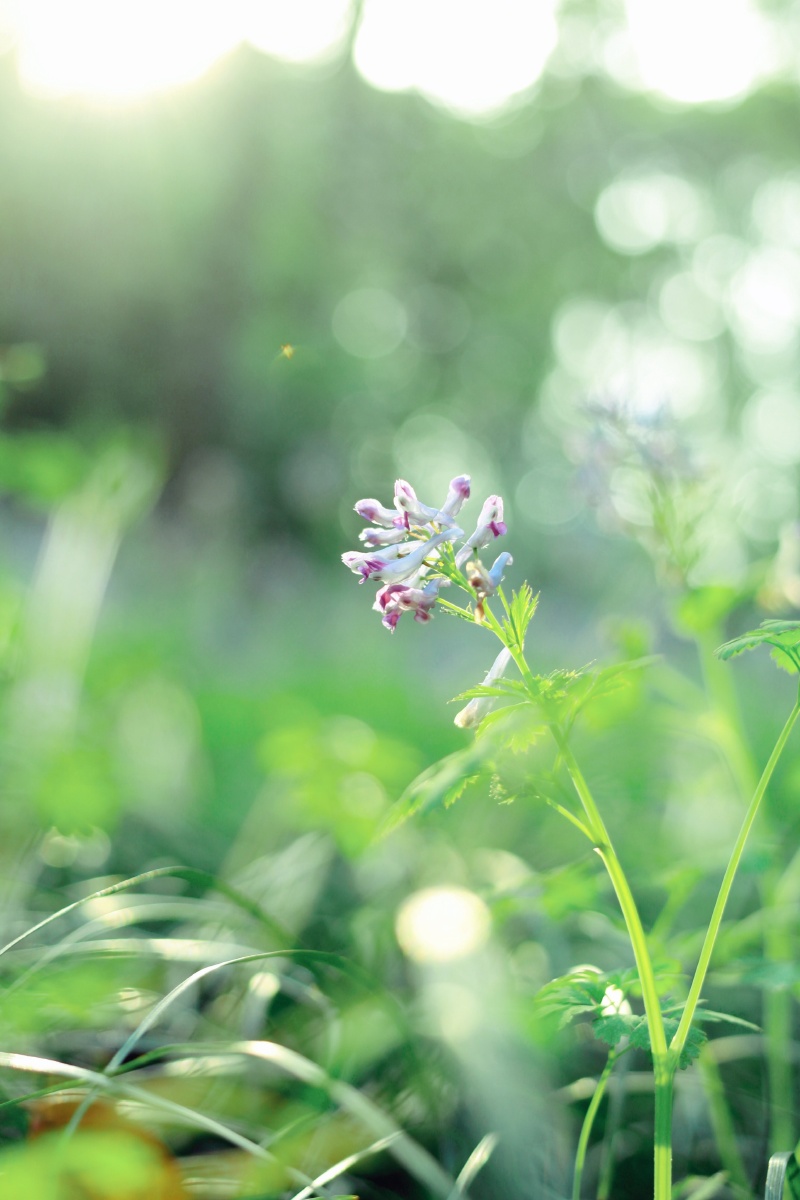翼动长空啸九天