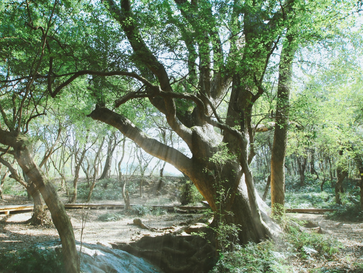 翼动长空啸九天