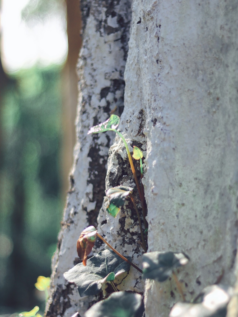翼动长空啸九天