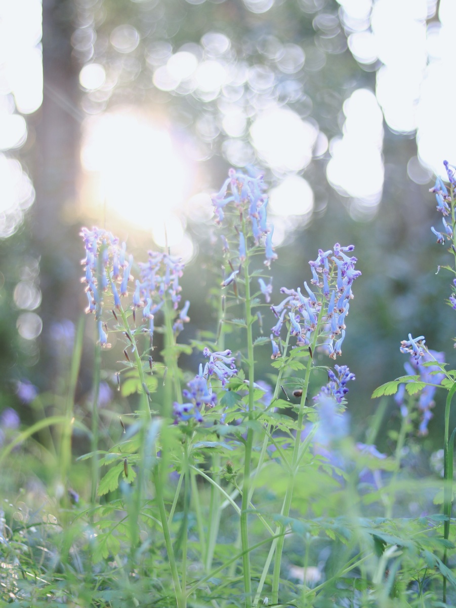 翼动长空啸九天
