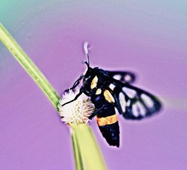 F9781245-4C79-4C3B-97CA-EE0C31C08F0A/L0/001