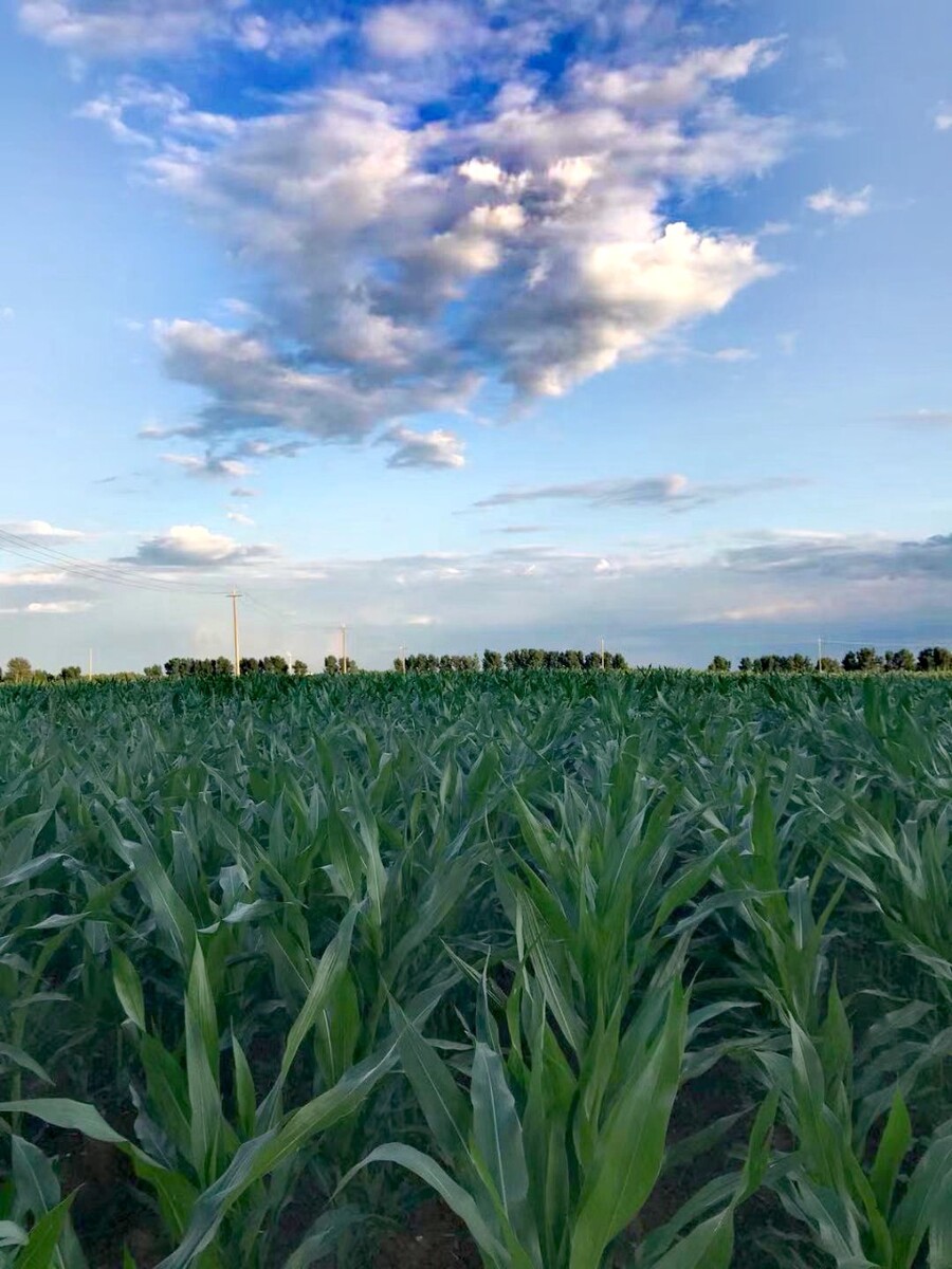玉米地,长势喜人,有望高产(拍摄吉林白城林海乡)