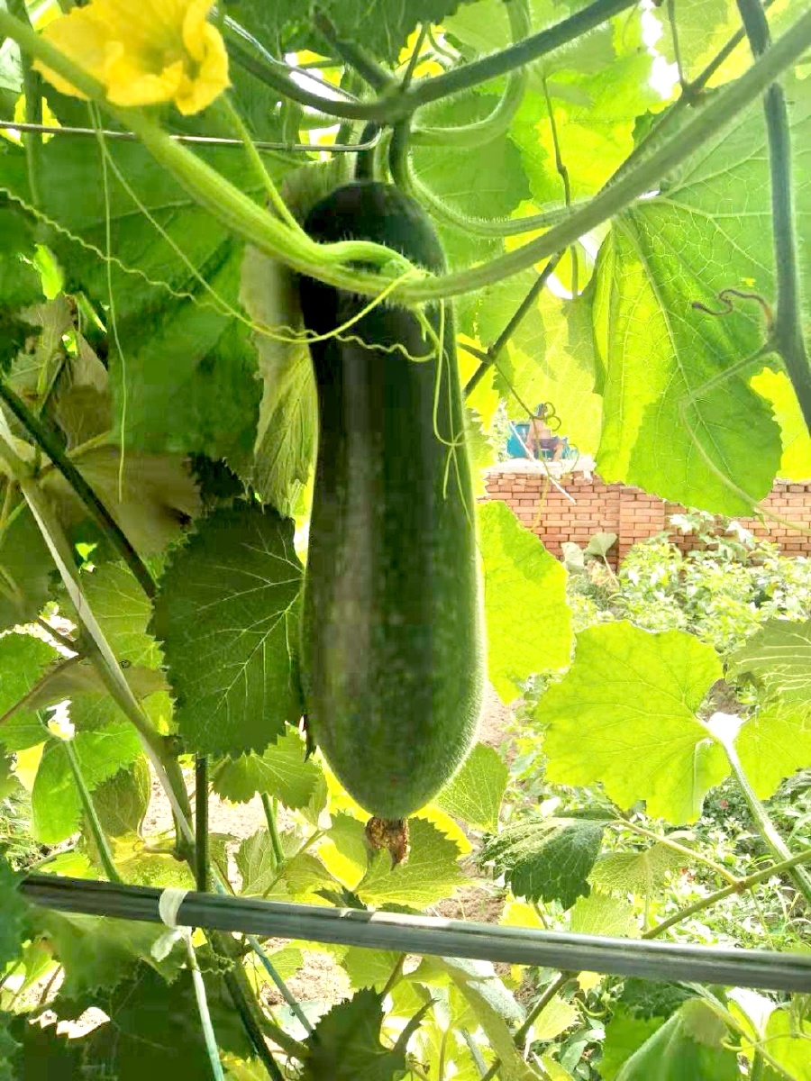 农民种植的蔬菜—黄瓜(拍摄于吉林省松原市宁江区农林村社员家菜园)