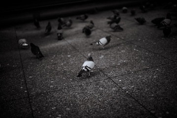 [New year in downtown] 2.jpg
