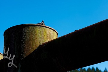 [Bowen Island] 2.jpg