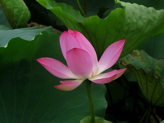 nEO_IMG_IMG_0812a.jpg
