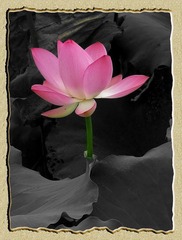 nEO_IMG_IMG_0813aa.jpg