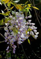 IMG_0029.JPG