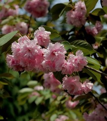 IMG_0044.JPG