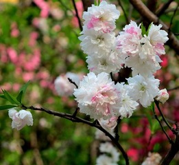 IMG_0075.JPG