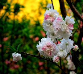 IMG_0077.JPG