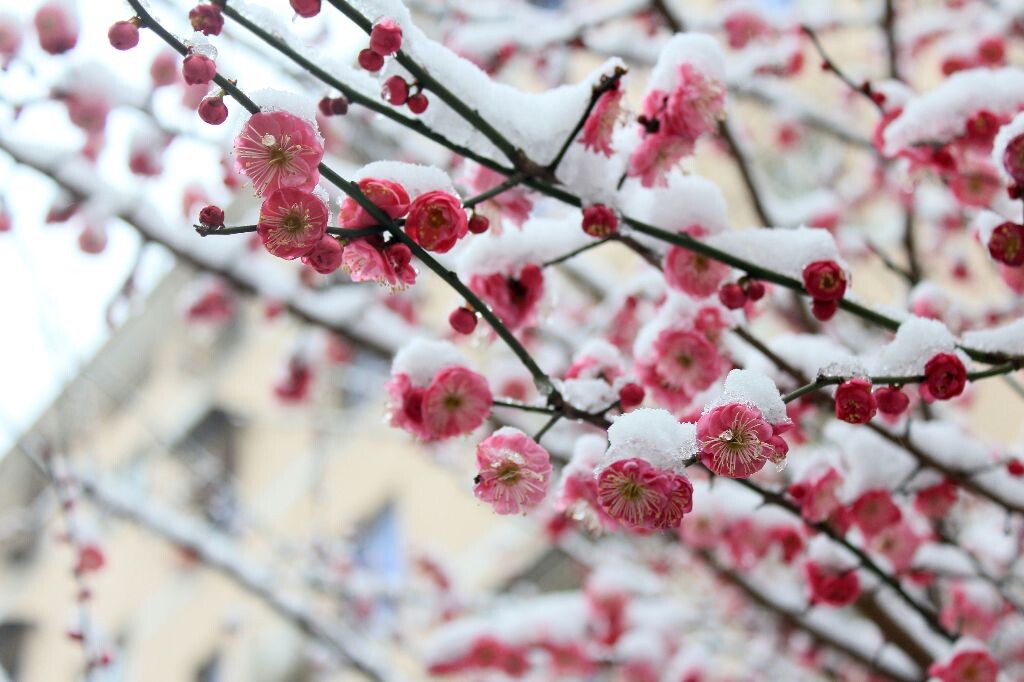雪梅<br />
