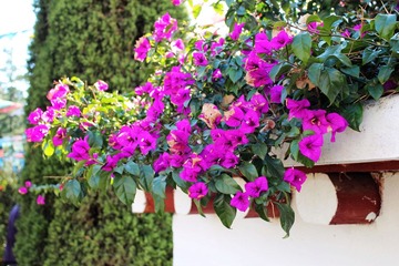 IMG_0592.JPG