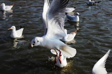 IMG_1827.JPG