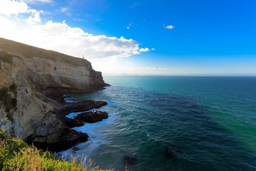 New Zealand--Royal Albatross Colony