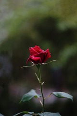 553638