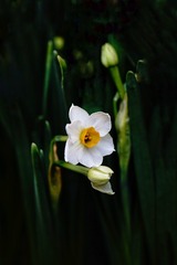 3636364