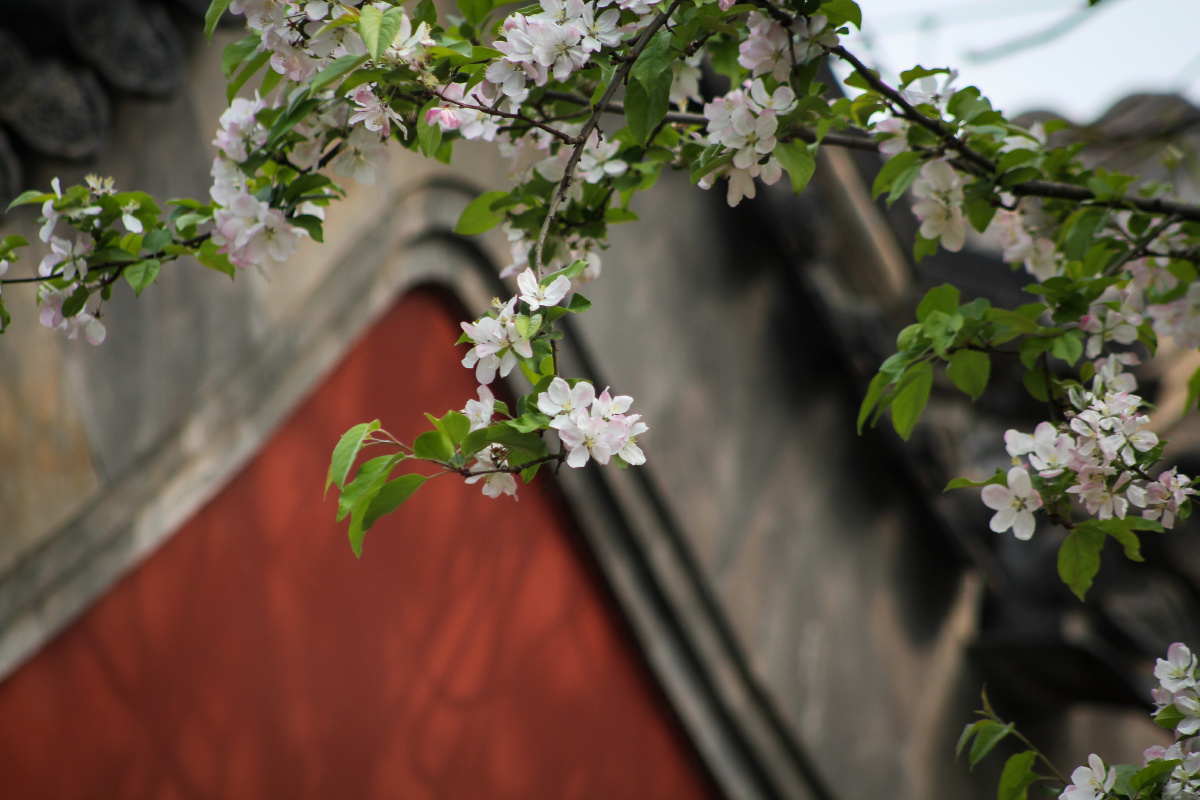 故宫繁花 - one_star - 图虫