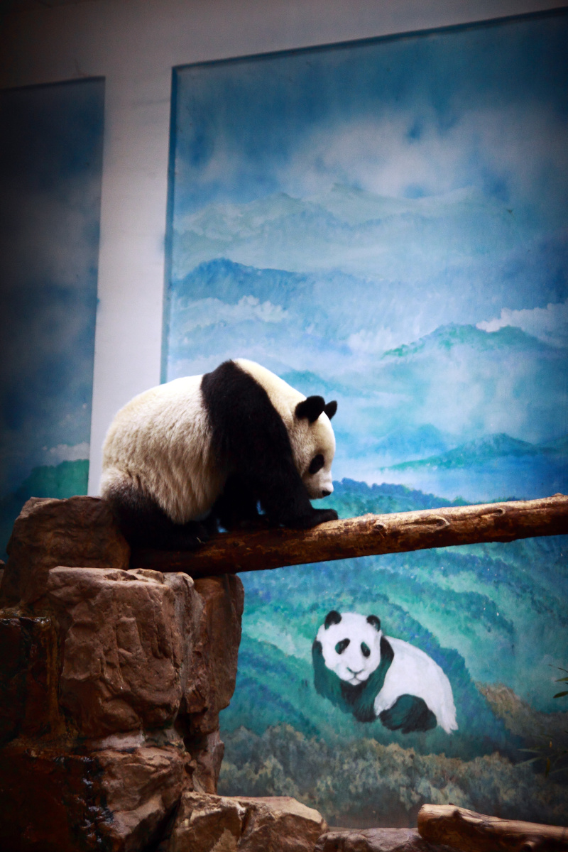 悠闲自得的大熊猫