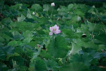 0C032C84-F340-4178-BD07-8A780D49A9AF/L0/001