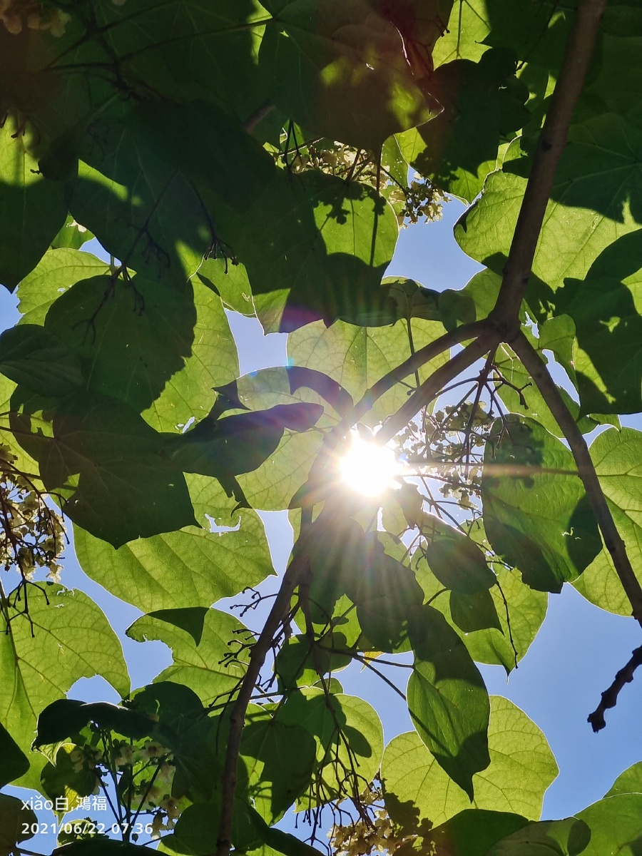夏日的清晨阳光暖暖微风习习叶轻花淡天蓝云闲