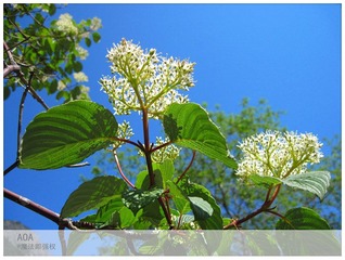 img_0853_副本.jpg